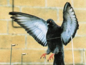 Renowacja - Ochrona budowli przed  ptactwem